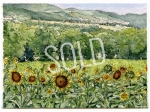 #33 - Sunflowers of Narni, Umbria