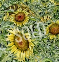 Girasoli (Sunflowers) SOLD