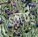 Assisi Olives sold