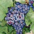 Nebbiolo Grapes sold