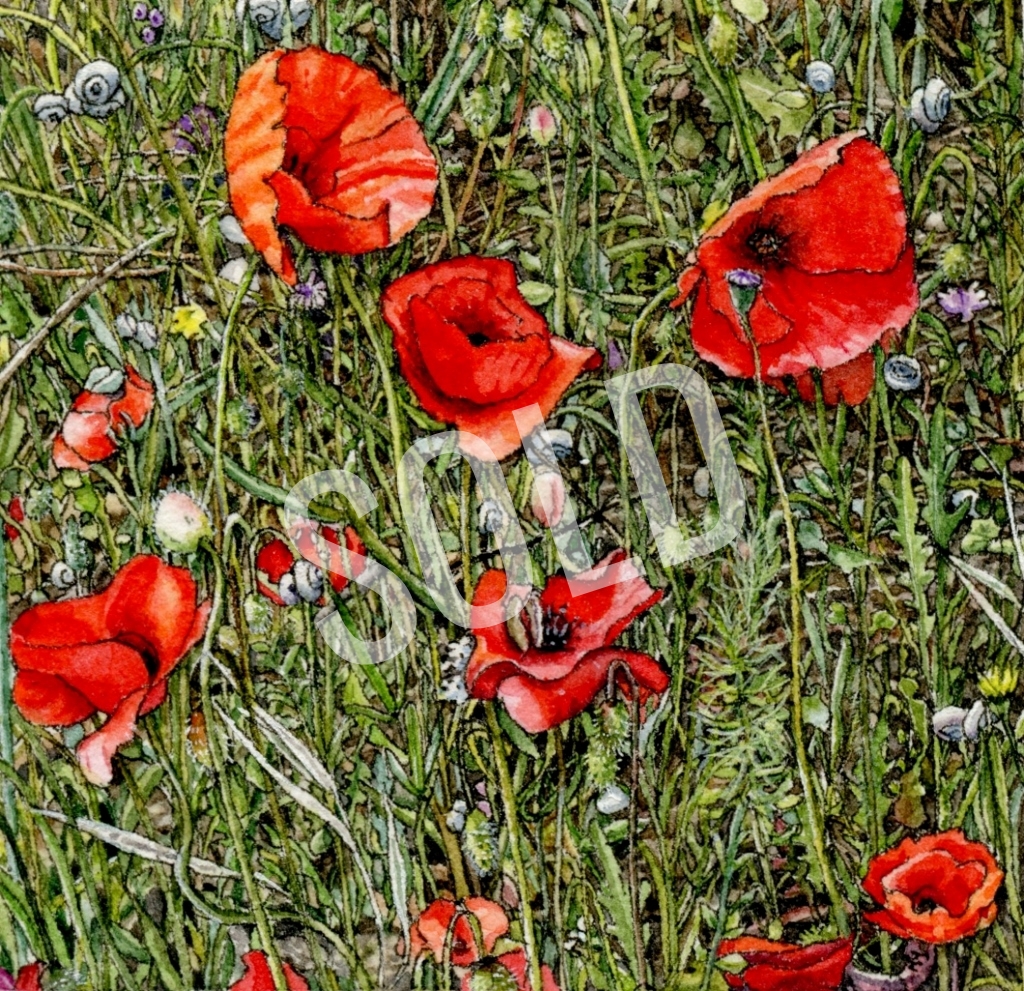 Poppies of the Luberon sold