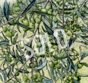 Assisi Olive Tree - SOLD